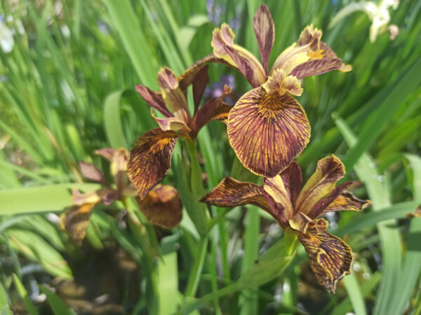 Iris des marais ‘Holden Clough’ à fleur brune à oeil jaune