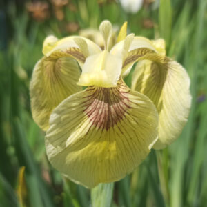 Iris pseudacorus ‘Kelis's Choice’ iris des marais à fleurs blanc crème et à oeil bordeaux
