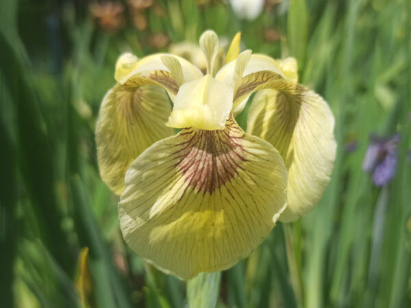 Iris pseudacorus ‘Kelis's Choice’ iris des marais à fleurs blanc crème et à oeil bordeaux