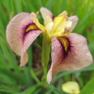 Iris x pseudata ‘Kinshikou’ à fleur saumonée et oeil jaune bordée de violet