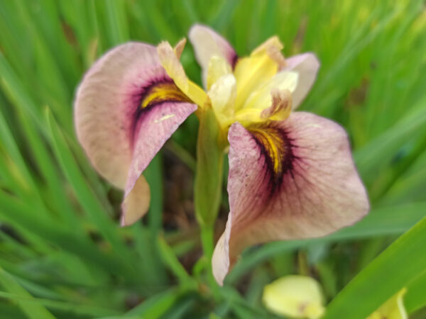 Iris x pseudata ‘Kinshikou’ à fleur saumonée et oeil jaune bordée de violet