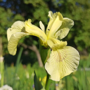 Iris pseudacorus ‘Krill’ iris des marais à fleurs jaune pâle