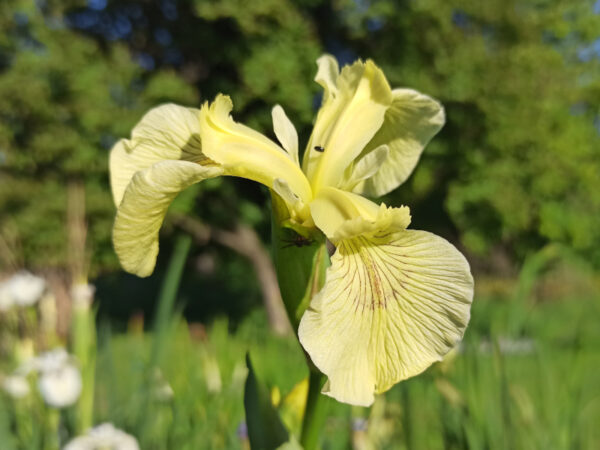 Iris pseudacorus ‘Krill’ iris des marais à fleurs jaune pâle