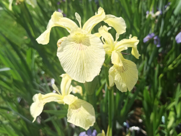 Iris pseudacorus ‘Krill’ iris des marais à fleurs jaunes pâles