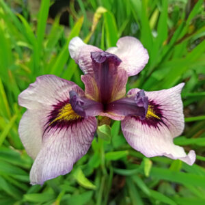 Iris x pseudata ‘Kurokawa Noh’ à fleur mauve et oeil jaune bordé de violet