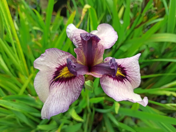 Iris x pseudata ‘Kurokawa Noh’ à fleur mauve et oeil jaune bordé de violet