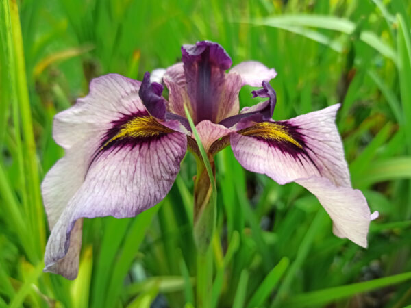 Iris x pseudata ‘Kurokawa Noh’ iris aquatique à fleurs mauve à oeil jaune