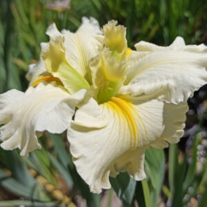 Iris louisiana à grosses fleurs blanc crème et liseré jaune