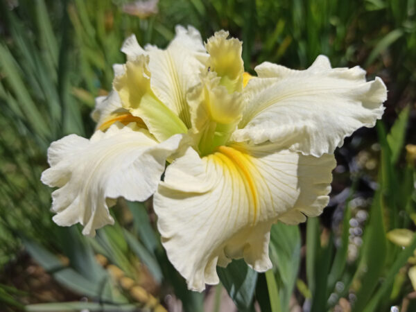 Iris louisiana à grosses fleurs blanc crème et liseré jaune