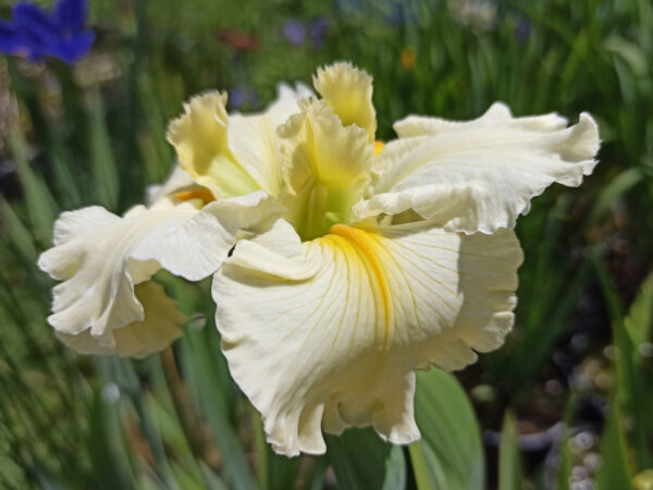 Iris louisiana à grandes fleurs blanc crème avec un coeur jaune