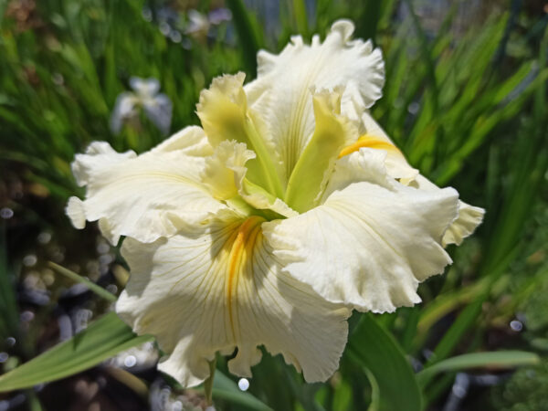 Grand iris de Louisiane à fleurs blanc crème comme le coton