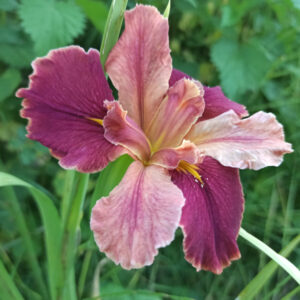 Iris louisiana avec des fleurs aux pétales bicolores bordeaux et rose pêche
