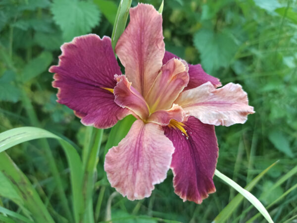 Iris louisiana avec des fleurs aux pétales bicolores bordeaux et rose pêche
