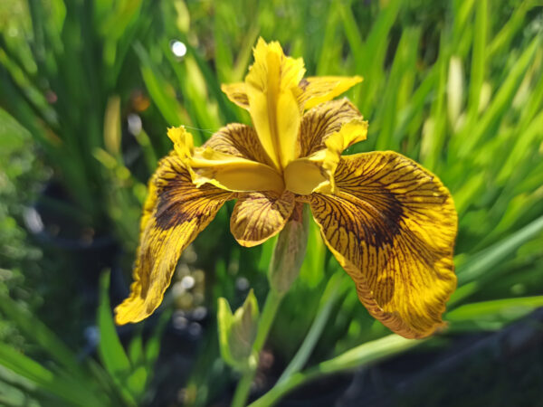 Iris des marais 'Phil Edinger' à fleurs jaune striées