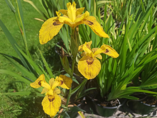 Iris pseudacorus 'Phil Edinger' à fleurs jaunes veinées de brun