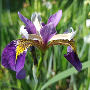 Iris pseudacorus ‘Regal Surprise' iris des marais bleu intense à oeil jaune