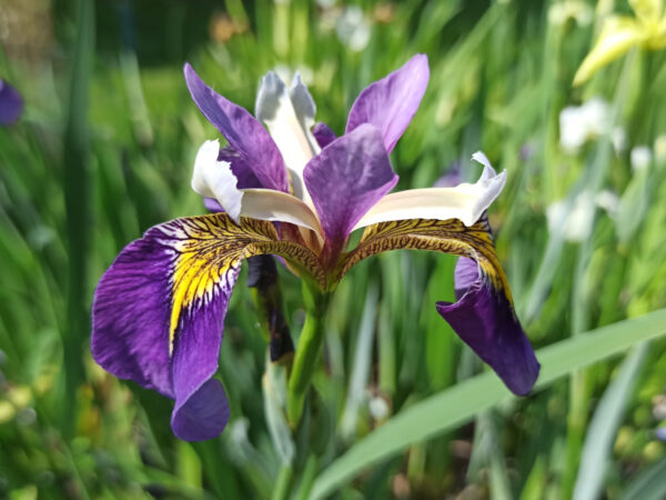Iris pseudacorus ‘Regal Surprise' iris des marais bleu intense à oeil jaune