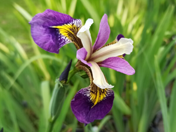 Iris des marais ‘Regal Surprise' à fleurs bleu intense avec un oeil jaune