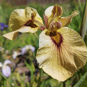 Iris x pseudata ‘Roryu’ iris à fleur jaune ocre fortement veinée de rouge