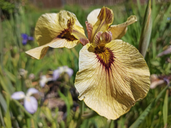 Iris x pseudata ‘Roryu’ iris à fleur jaune ocre fortement veinée de rouge