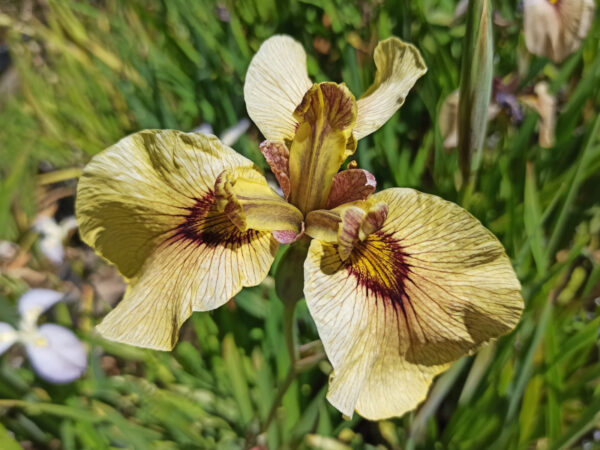 Iris x pseudata ‘Roryu’ iris aquatique à fleur jaune ocre veinée