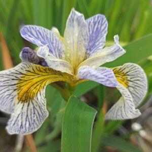 Iris pseudacorus ‘Roy’s Repeater’ à fleur blanche veinée de bleu et oeil jaune