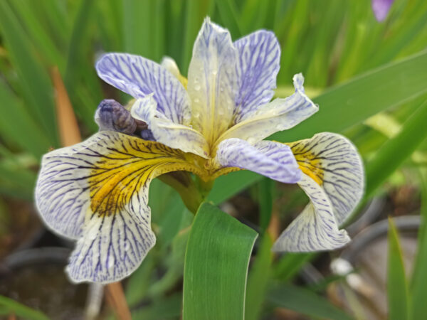 Iris pseudacorus ‘Roy’s Repeater’ à fleur blanche veinée de bleu et oeil jaune
