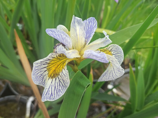 Iris des marais ‘Roy’s Repeater’ à fleurs blanche striée de bleu et à coeur jaune