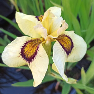 Iris x pseudata ‘Ryugan’ iris de couleur jaune pâle avec un oeil jaune bordé de violet