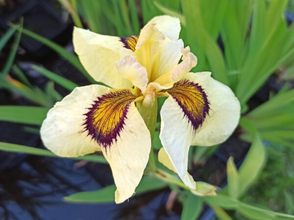 Iris x pseudata ‘Ryugan’ iris de couleur jaune pâle avec un oeil jaune bordé de violet