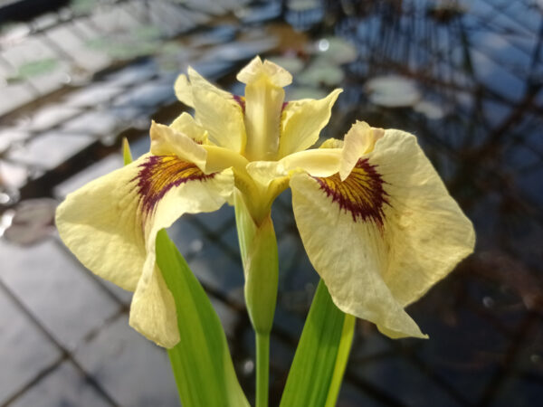 Iris x pseudata ‘Ryugan’ iris aquatique à fleur jaune clair à coeur jaune bordé de violet