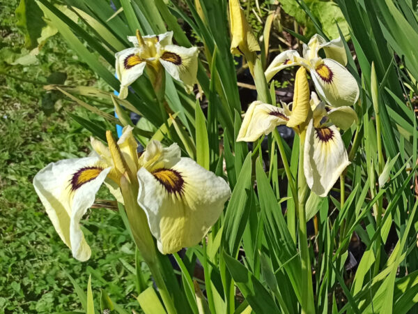 Plusieurs fleurs jaune pâle d'Iris x pseudata ‘Ryugan’