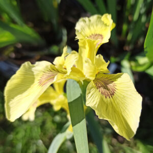 Iris pseudacorus ‘Sulphur Queen’ à fleurs jaune pâle au coeur légèrement strié de brun