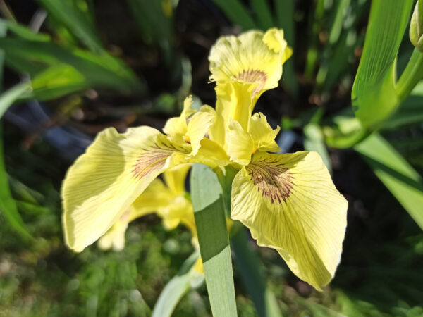 Iris pseudacorus ‘Sulphur Queen’ à fleurs jaune pâle au coeur légèrement strié de brun