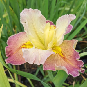 Iris louisiana aux teintes très douces rose pastel et parme