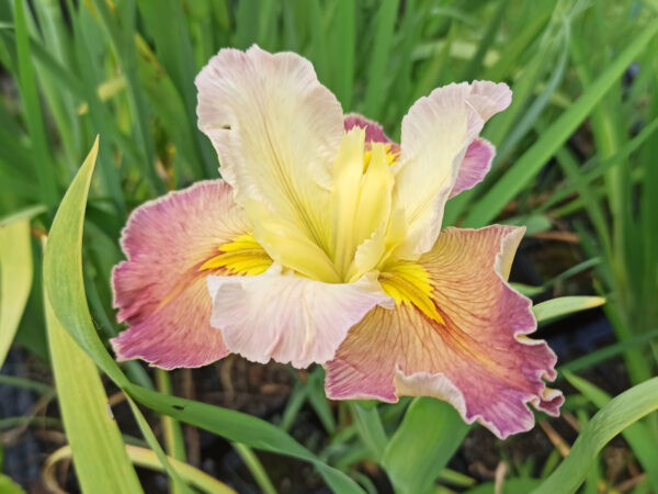 Iris louisiana aux teintes très douces rose pastel et parme