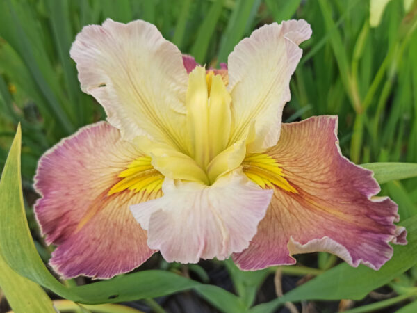 Iris louisiana aux fleurs de couleurs crème et rose pastel