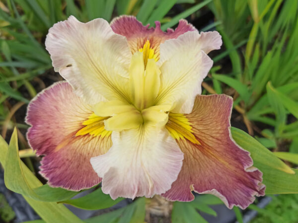 Iris louisiana aux grandes fleurs nuancées de crème et rose pastel à oeil jaune