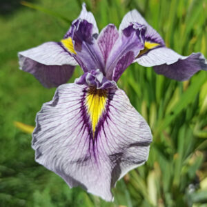 Iris x pseudata ‘Takamagahara’ iris de couleur bleu lavande avec un oeil jaune bordé de violet