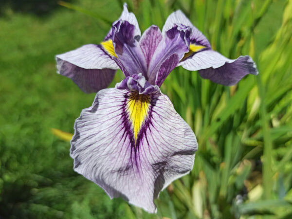 Iris x pseudata ‘Takamagahara’ iris de couleur bleu lavande avec un oeil jaune bordé de violet