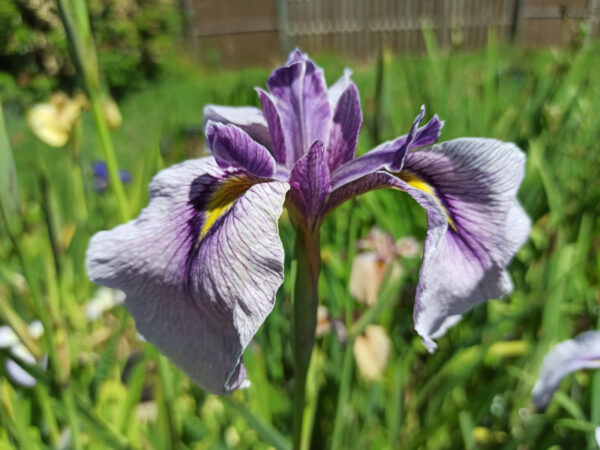 Iris pseudata ‘Takamagahara’ avec une fleur de couleur bleu lavande vu de côté
