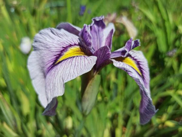 Iris x pseudata ‘Takamagahara’ iris à fleur bleu lavande à oeil jaune vu de côté