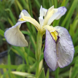 Iris x pseudata ‘Tsukiyono’ iris à fleur bleu pastel à coeur jaune
