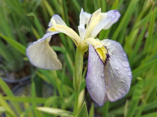 Iris x pseudata ‘Tsukiyono’ iris à fleur bleu pastel à coeur jaune