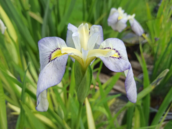 Iris x pseudata ‘Tsukiyono’ iris aquatique à fleur bleu pâle vu de côté