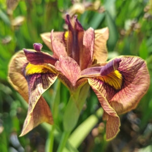 Iris x pseudata ‘Yarai' avec une fleur de couleur brique à oeil jaune