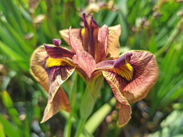 Iris x pseudata ‘Yarai' avec une fleur de couleur brique à oeil jaune