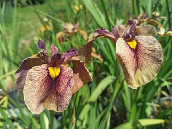 Iris x pseudata ‘Yarai’ avec deux fleurs de couleur brique striée de bordeaux