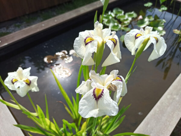 Iris x pseudata 'Yukiyanagi' – Image 3