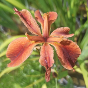 Iris de Louisiane rouge brique à pétales fins